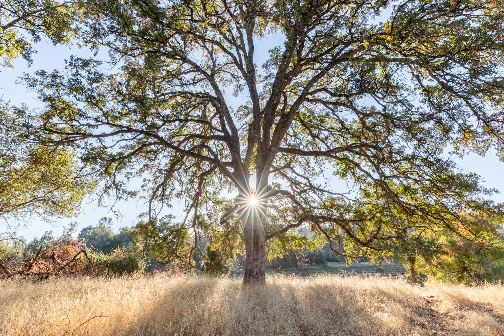 Rolling Oaks Ranch - 200 Acres Of Lakeside Beauty & Countryside Serenity Марипоса Экстерьер фото